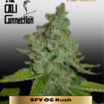 SFV OG Kush (Feminized) - Cali Connection