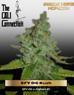 SFV OG Kush (Feminized) (space) Cali Connection
