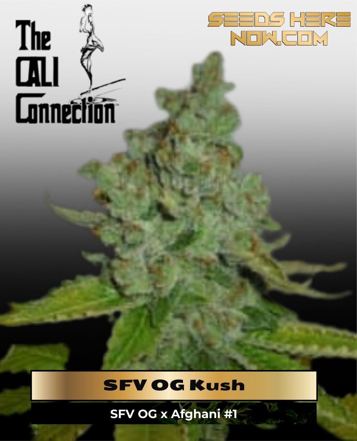 SFV OG Kush (Feminized) - Cali Connection