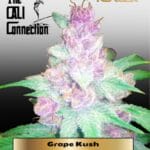 Grape Kush (Feminized) - Cali Connection
