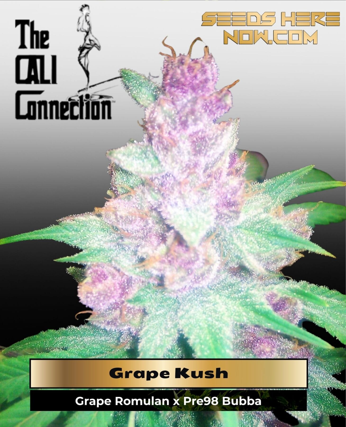 Grape Kush (Feminized) - Cali Connection