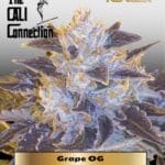 Grape OG (Feminized) - Cali Connection