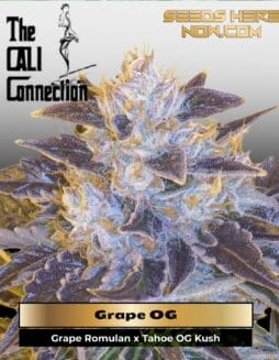 Grape OG (Feminized) (space) Cali Connection