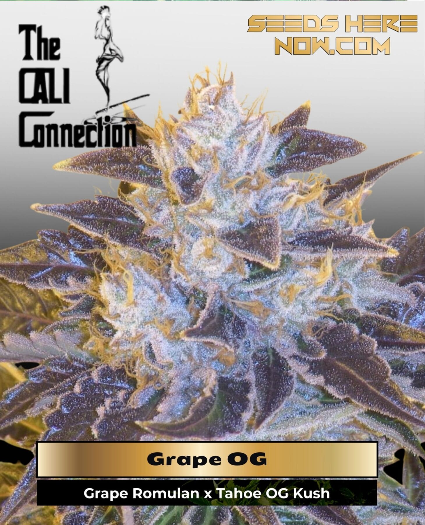 Grape OG (Feminized) - Cali Connection