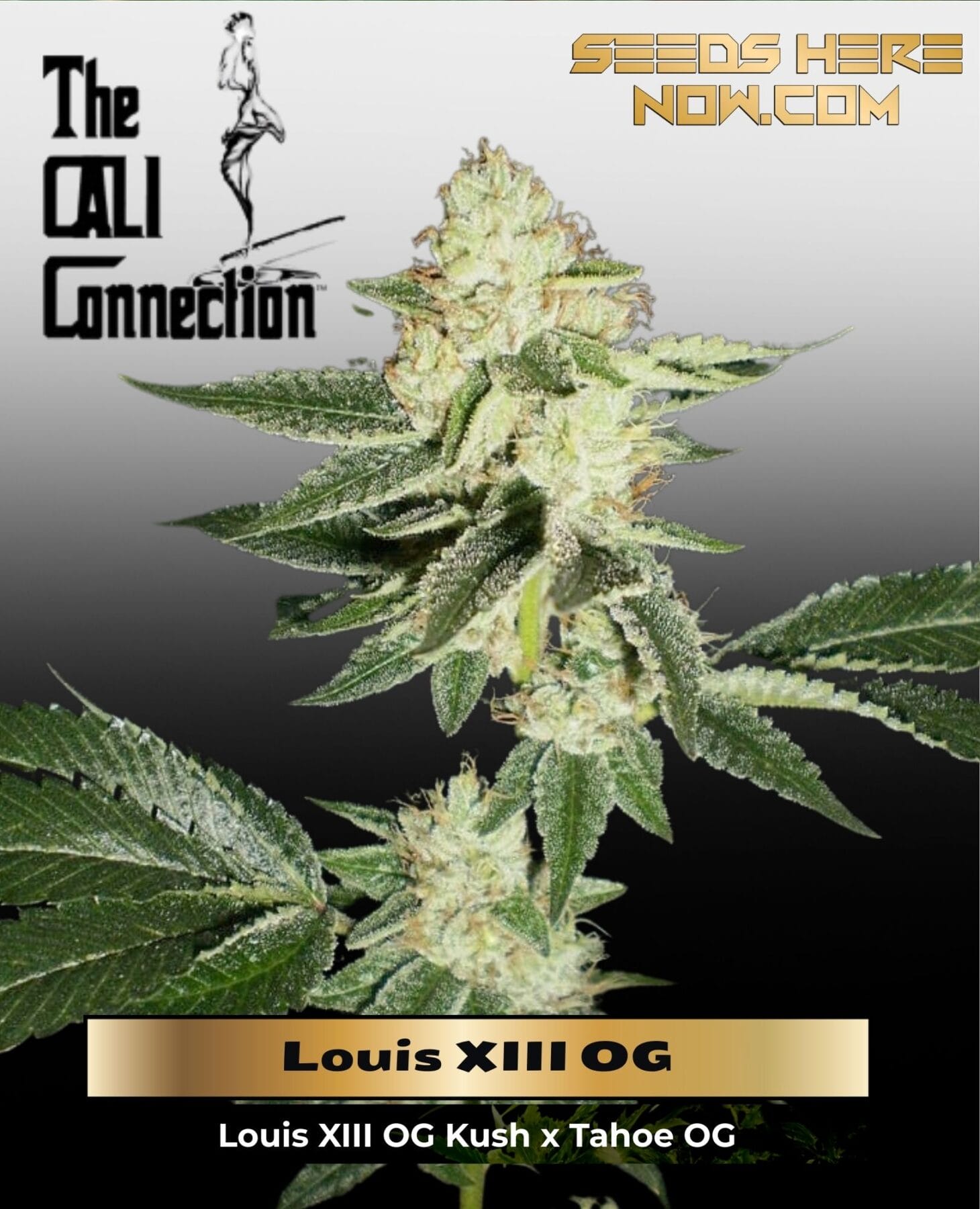Louis XIII OG (Feminized) - Cali Connection