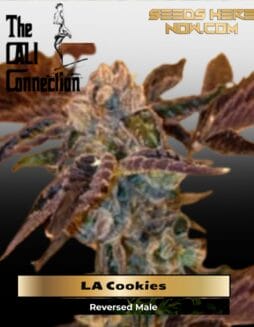 LA Cookies (Feminized) (space) Cali Connection