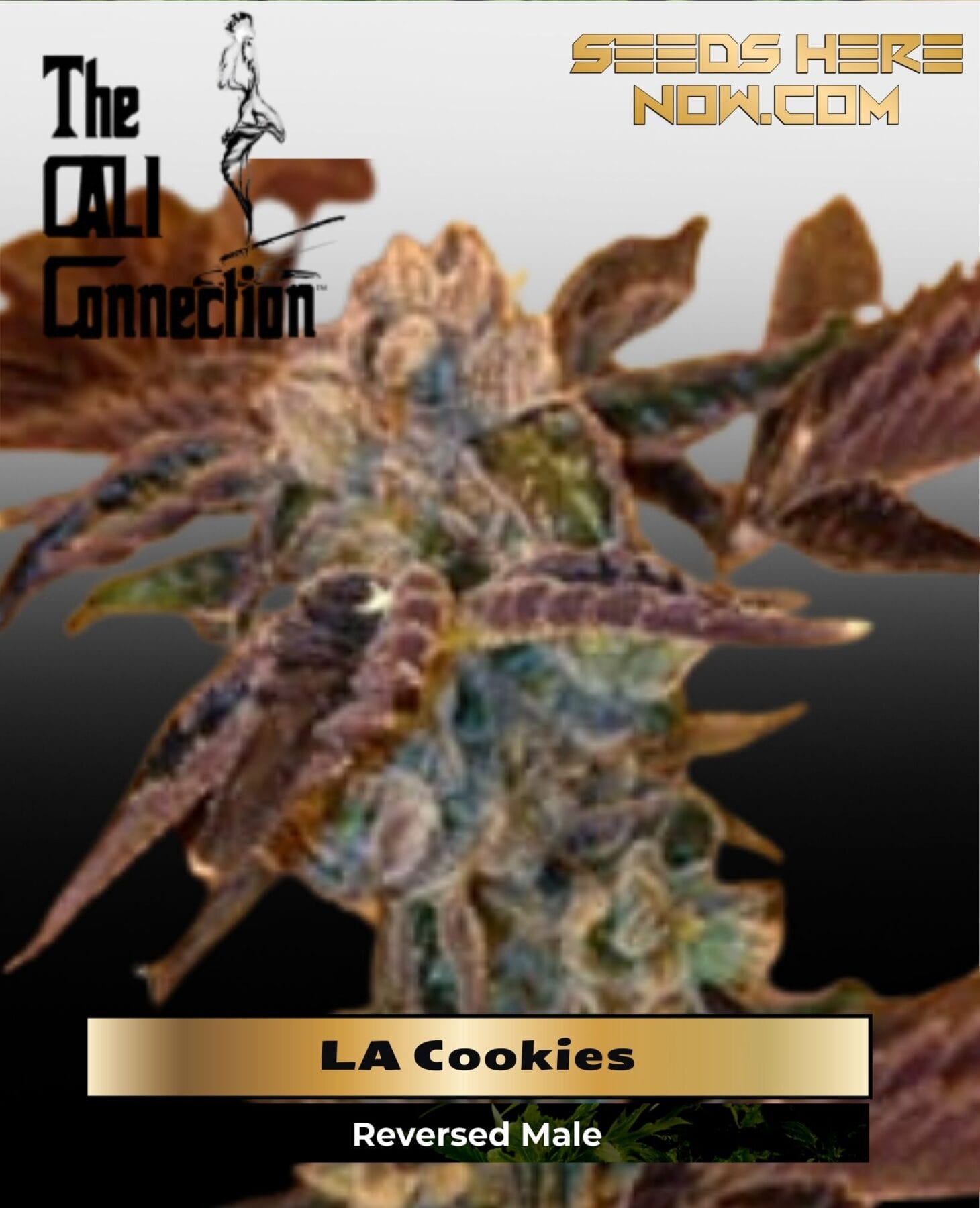 LA Cookies (Feminized) - Cali Connection