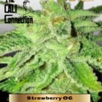 Strawberry OG (Feminized) - Cali Connection