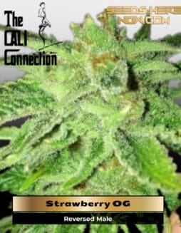Strawberry OG (Feminized) (space) Cali Connection
