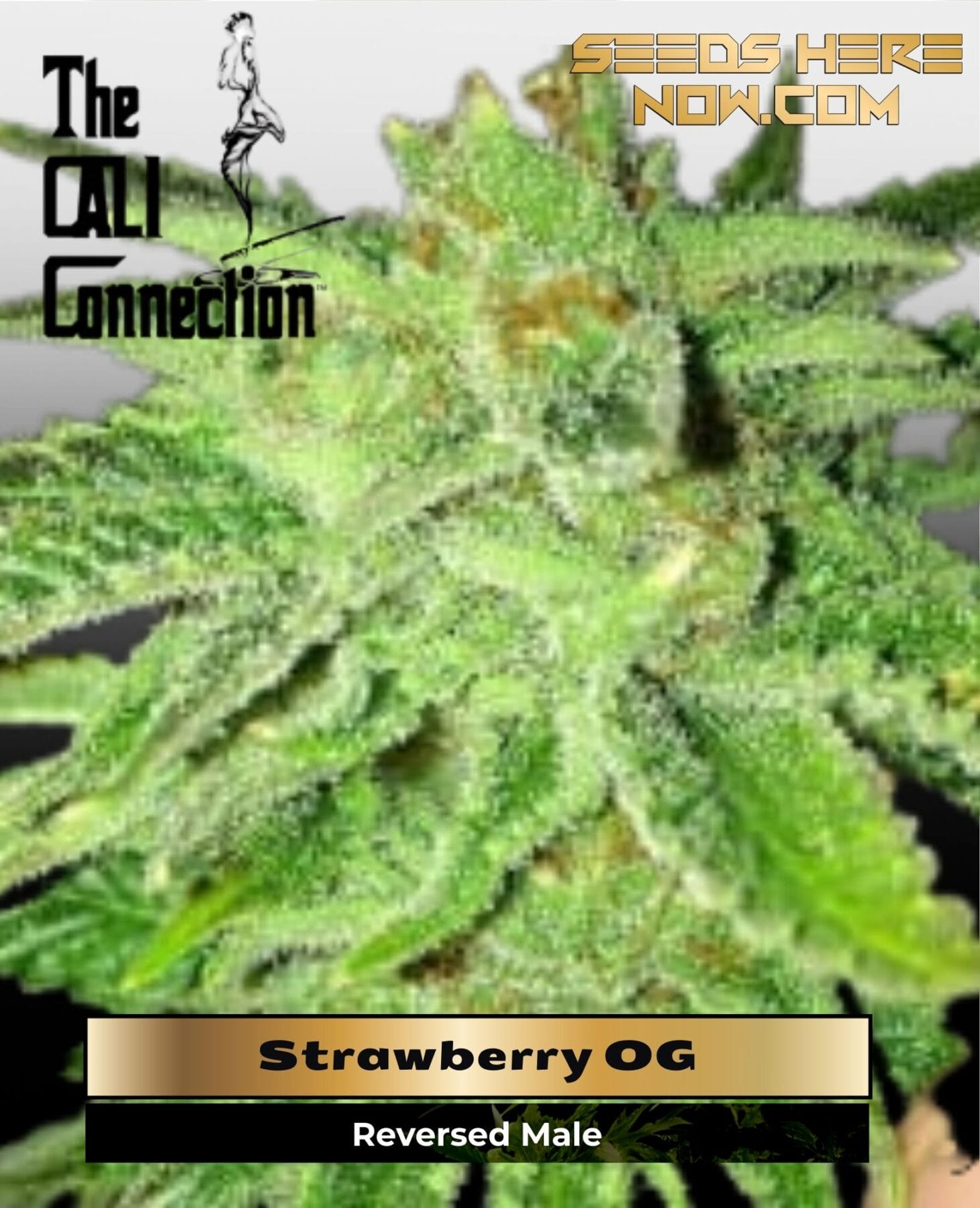 Strawberry OG (Feminized) - Cali Connection