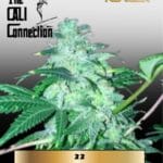 22 (Feminized) - Cali Connection