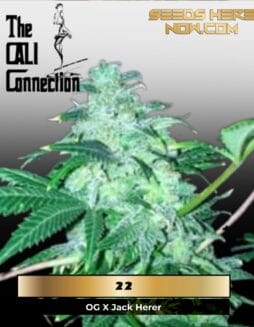 22 (Feminized) (space) Cali Connection