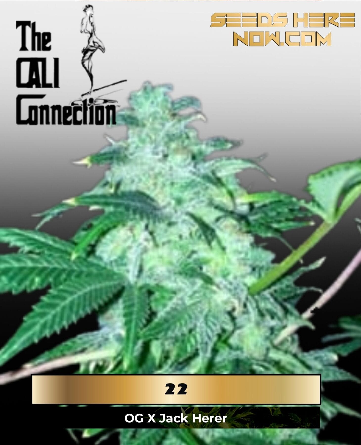 22 (Feminized) - Cali Connection