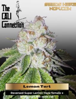 Lemon Tart (Feminized) (space) Cali Connection