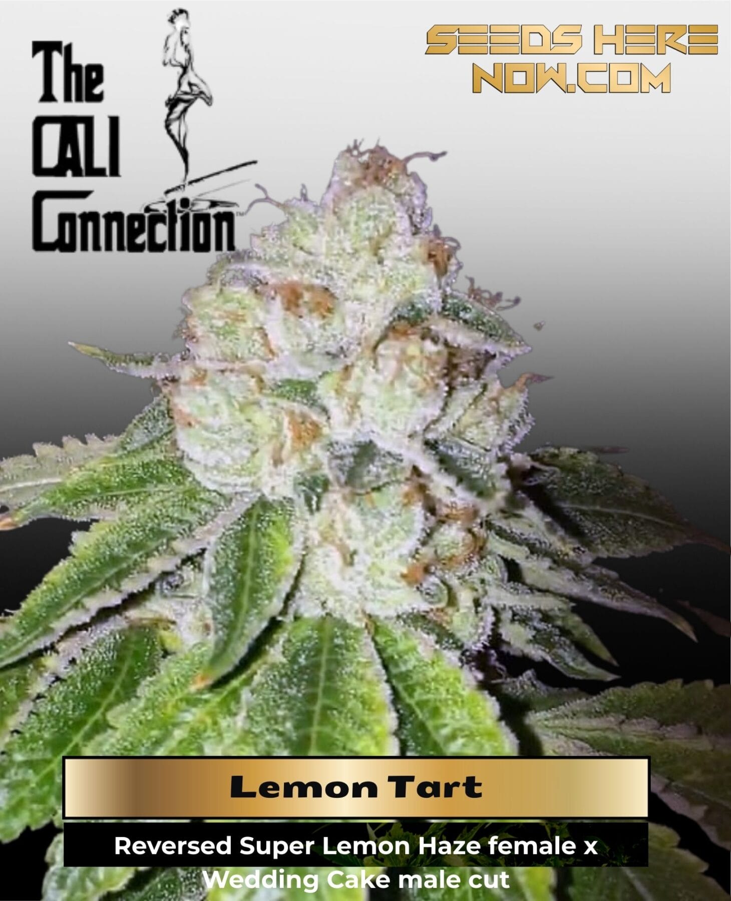 Lemon Tart (Feminized) - Cali Connection