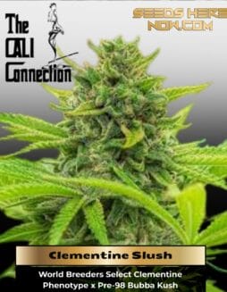 Clementine Slush (Feminized) (space) Cali Connection