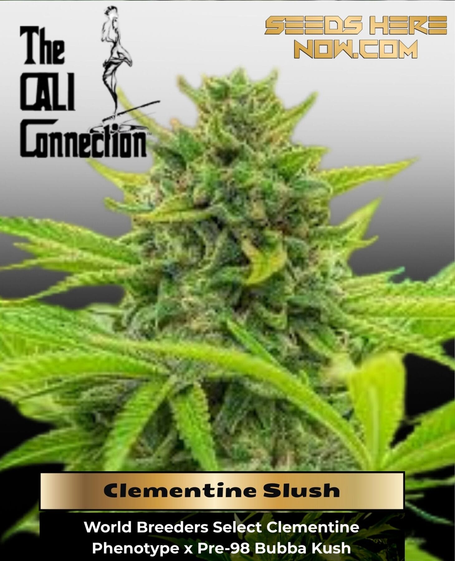 Clementine Slush (Feminized) - Cali Connection