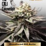 Deadhead OG Auto (Feminized) - Cali Connection