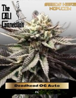 Deadhead OG Auto (Feminized) (space) Cali Connection