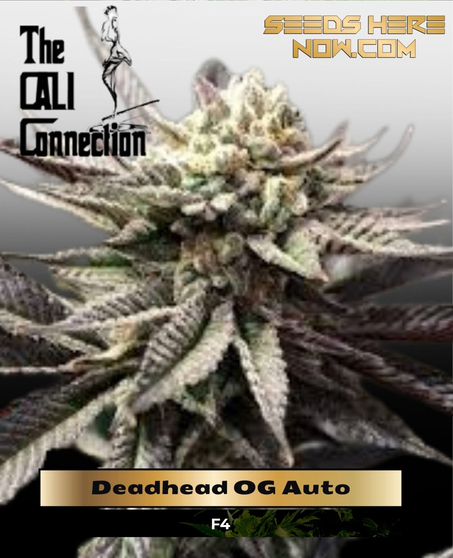 Deadhead OG Auto (Feminized) - Cali Connection