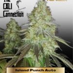 Island Punch Auto (Feminized) - Cali Connection