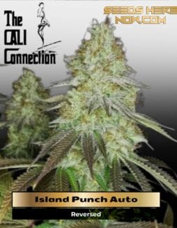 Island Punch Auto (Feminized) (space) Cali Connection