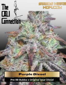 Purple Diesel (Feminized) (space) Cali Connection
