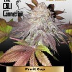 Fruit Cup (Feminized) (Gold Collection) - Cali Connection