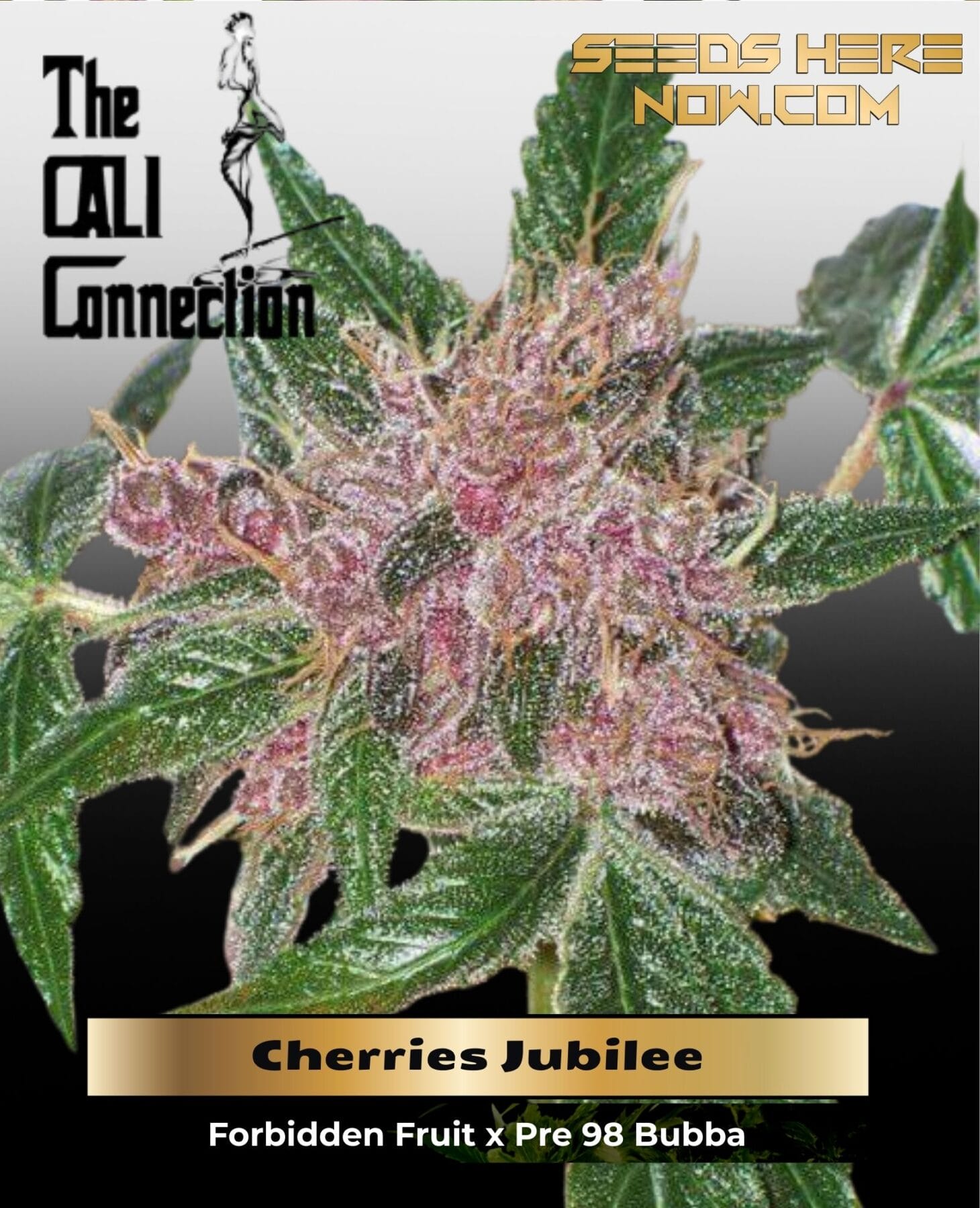 Cherries Jubilee (Feminized) (Gold Collection) - Cali Connection
