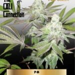 78 (Feminized) (Gold Collection) - Cali Connection