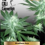 Italian Ice (Feminized) (Gold Collection) - Cali Connection