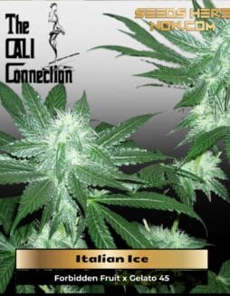 Italian Ice (Feminized) (Gold Collection) (space) Cali Connection
