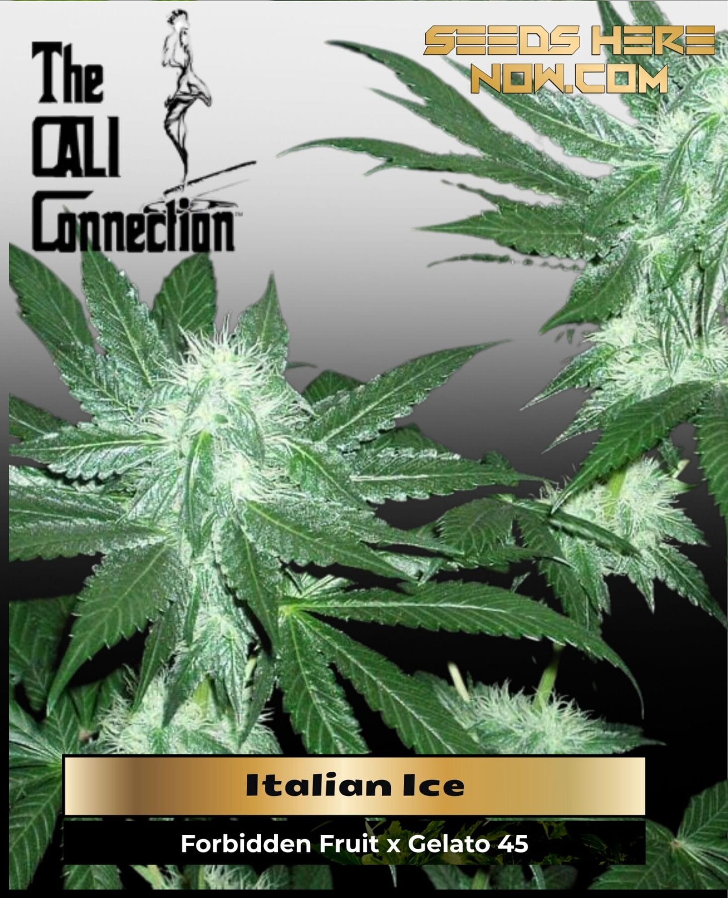 Italian Ice (Feminized) (Gold Collection) - Cali Connection