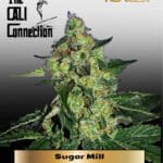Sugar Mill (Feminized) (Gold Collection) - Cali Connection