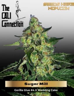 Sugar Mill (Feminized) (Gold Collection) (space) Cali Connection