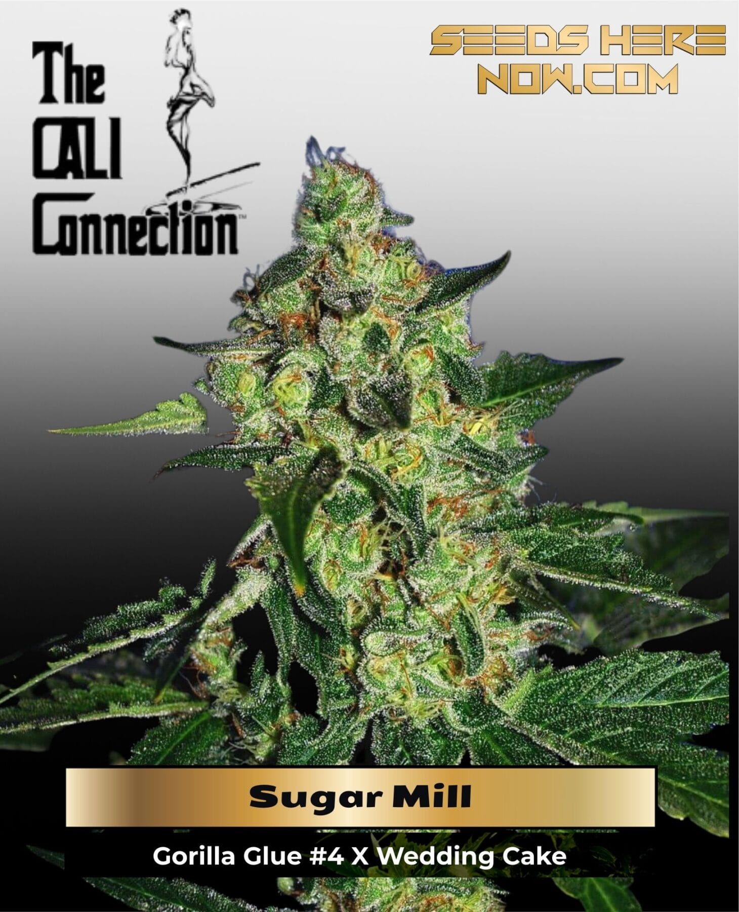 Sugar Mill (Feminized) (Gold Collection) - Cali Connection