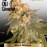 Mint Milano (Feminized) (Gold Collection) - Cali Connection
