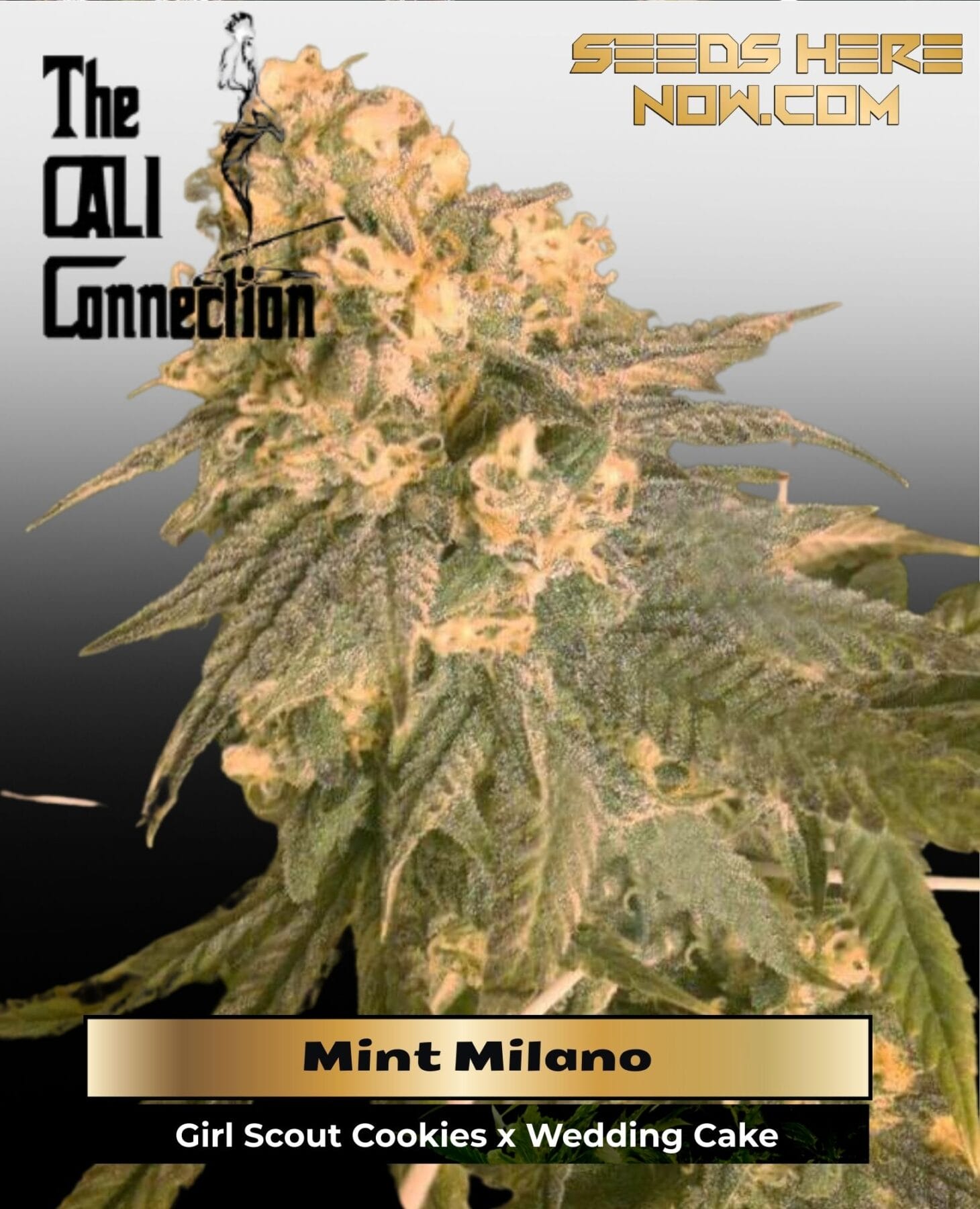Mint Milano (Feminized) (Gold Collection) - Cali Connection