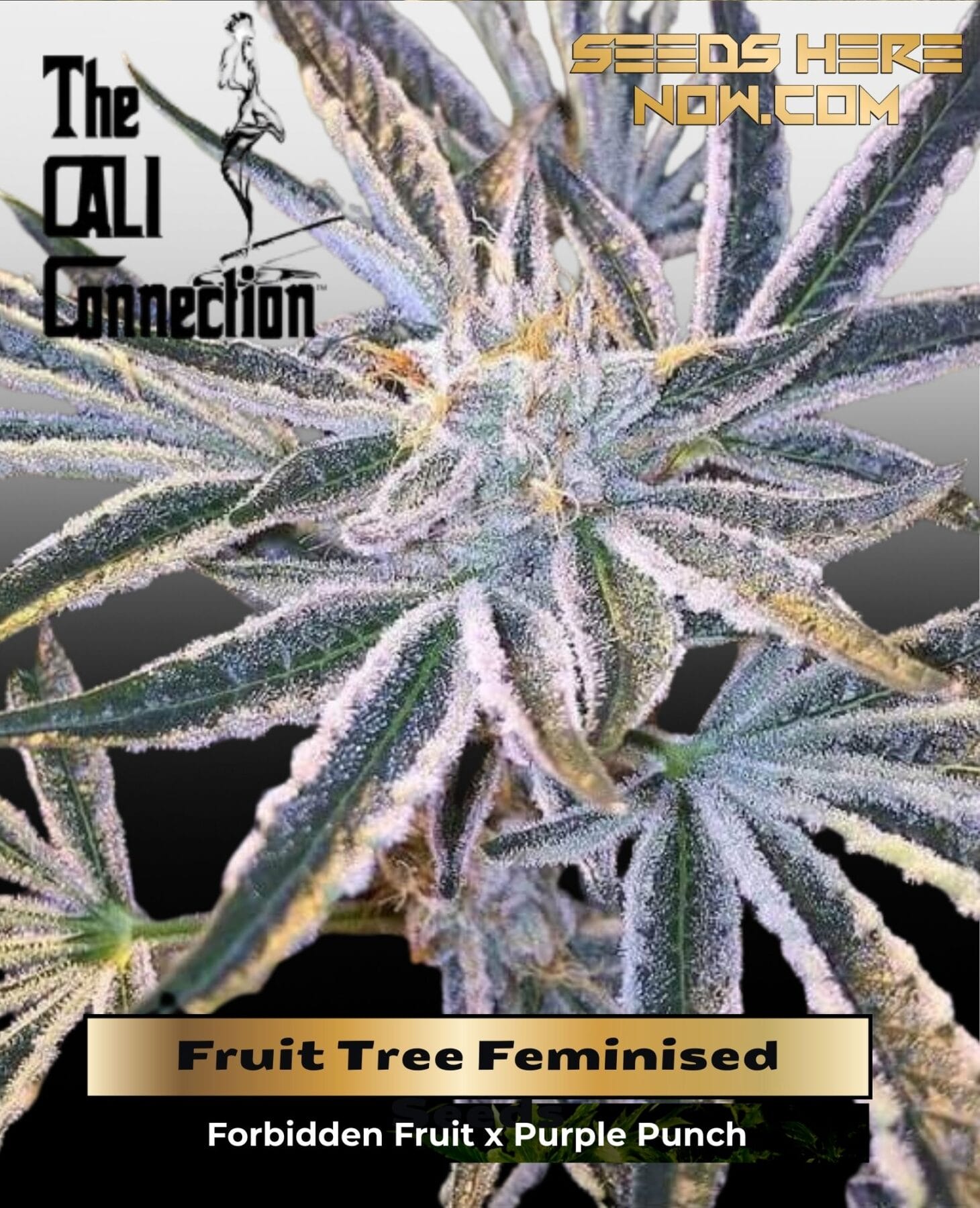 Fruit Tree Feminised Seeds (Gold Collection) - Cali Connection