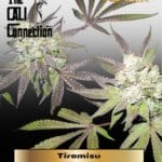 Tiramisu (Feminized) (Gold Collection) - Cali Connection