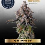 90 Proof (Feminized) - Compound Genetics