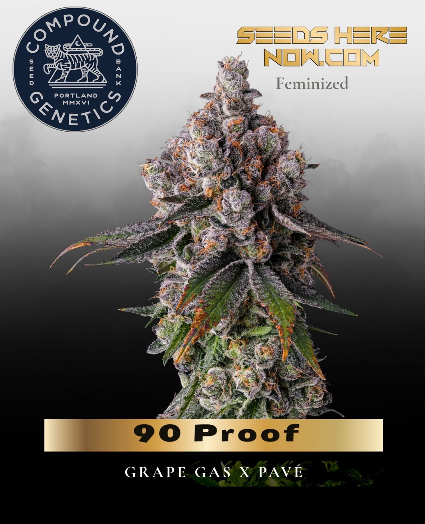 90 Proof Feminized Seeds - Compound Genetics