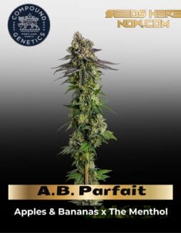A.B. Parfait Feminized Seeds (space) Compound Genetics