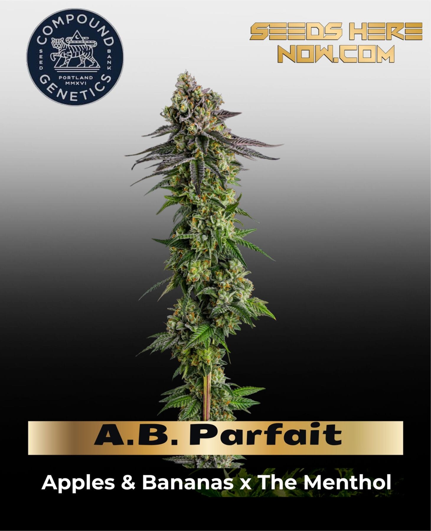 A.B. Parfait Feminized Seeds - Compound Genetics