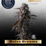 Dulce Dreams (Feminized) - Compound Genetics
