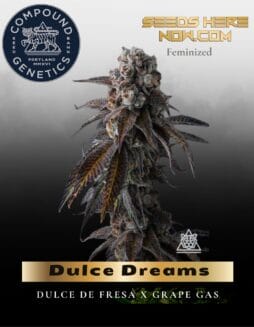 Dulce Dreams Feminized Seeds (space) Compound Genetics