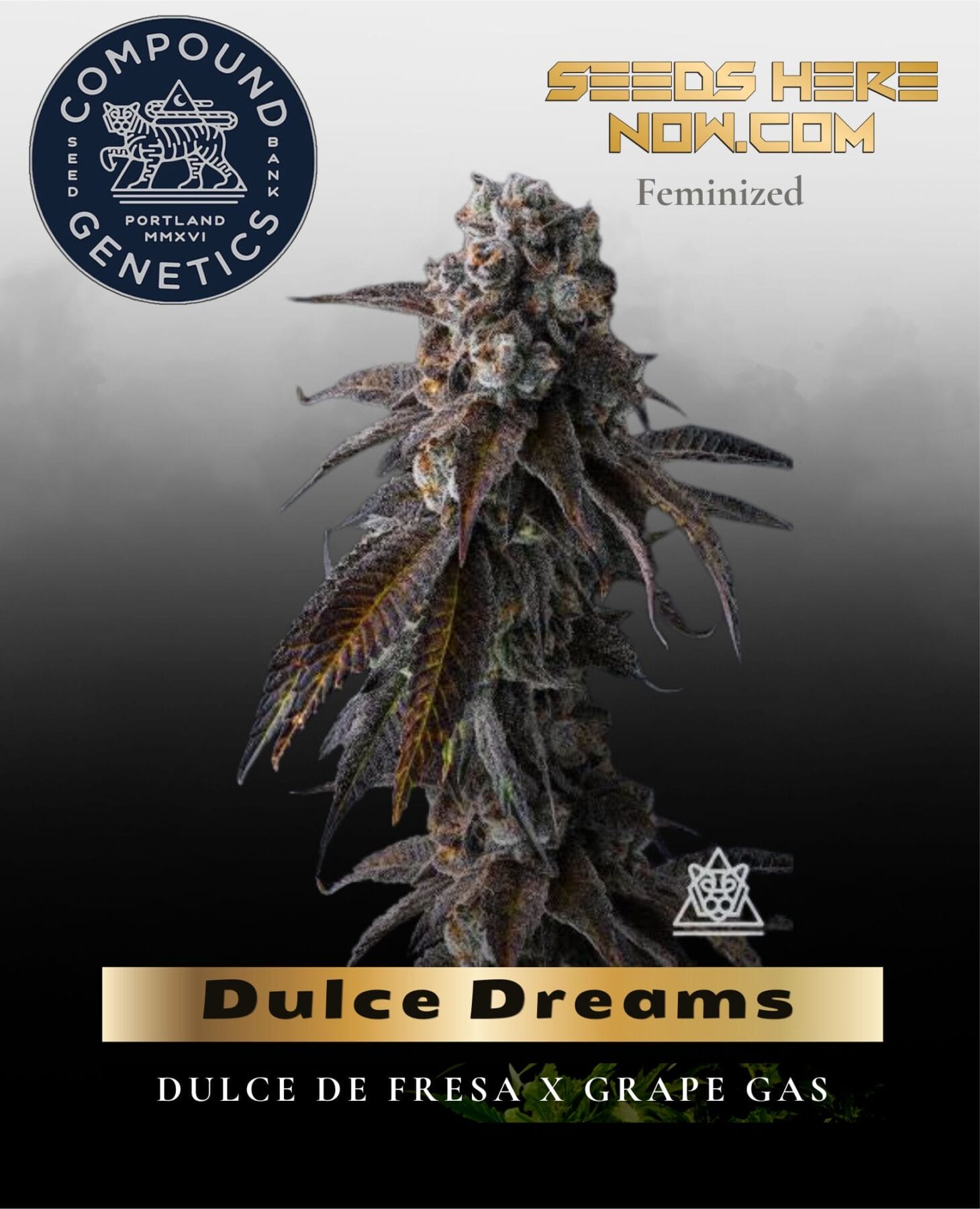 Dulce Dreams Feminized Seeds - Compound Genetics