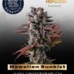 Hawaiian Sunkist (Feminized) - Compound Genetics