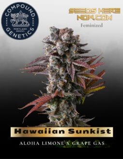 Hawaiian Sunkist Feminized Seeds (space) Compound Genetics