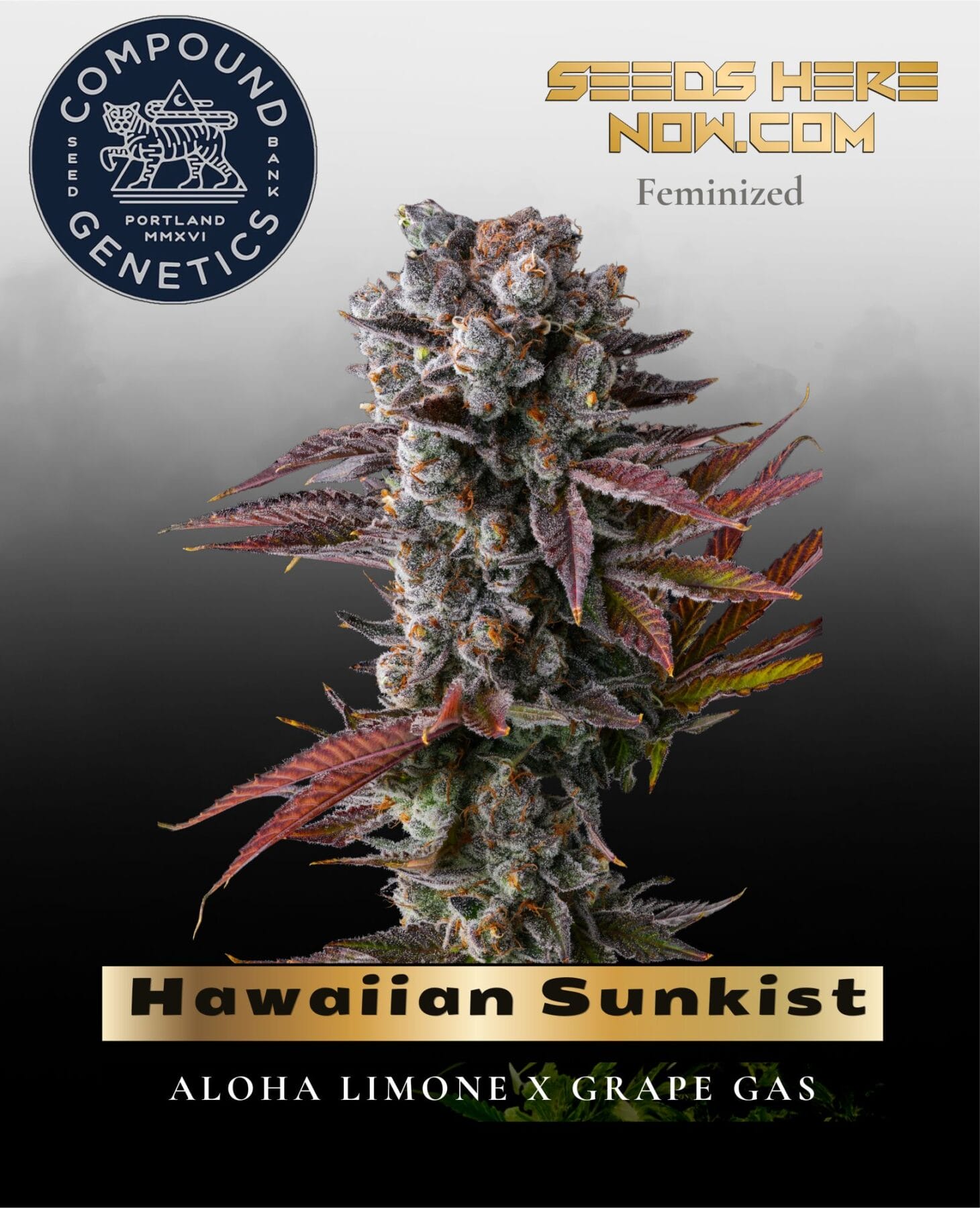 Hawaiian Sunkist Feminized Seeds - Compound Genetics